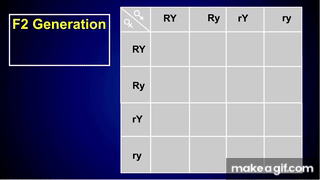 Dihybrid Cross