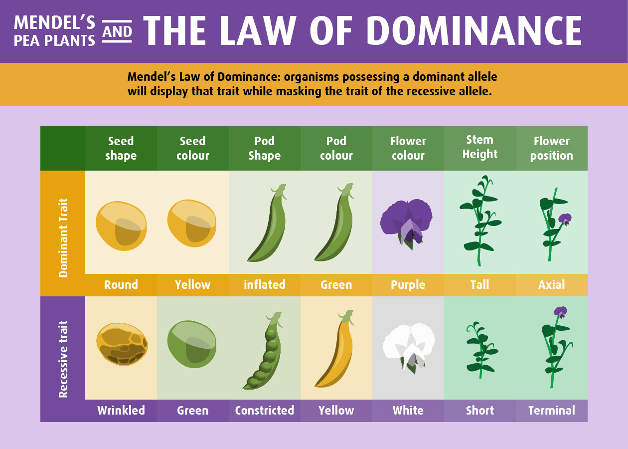 Dominant vs. Recessive Traits