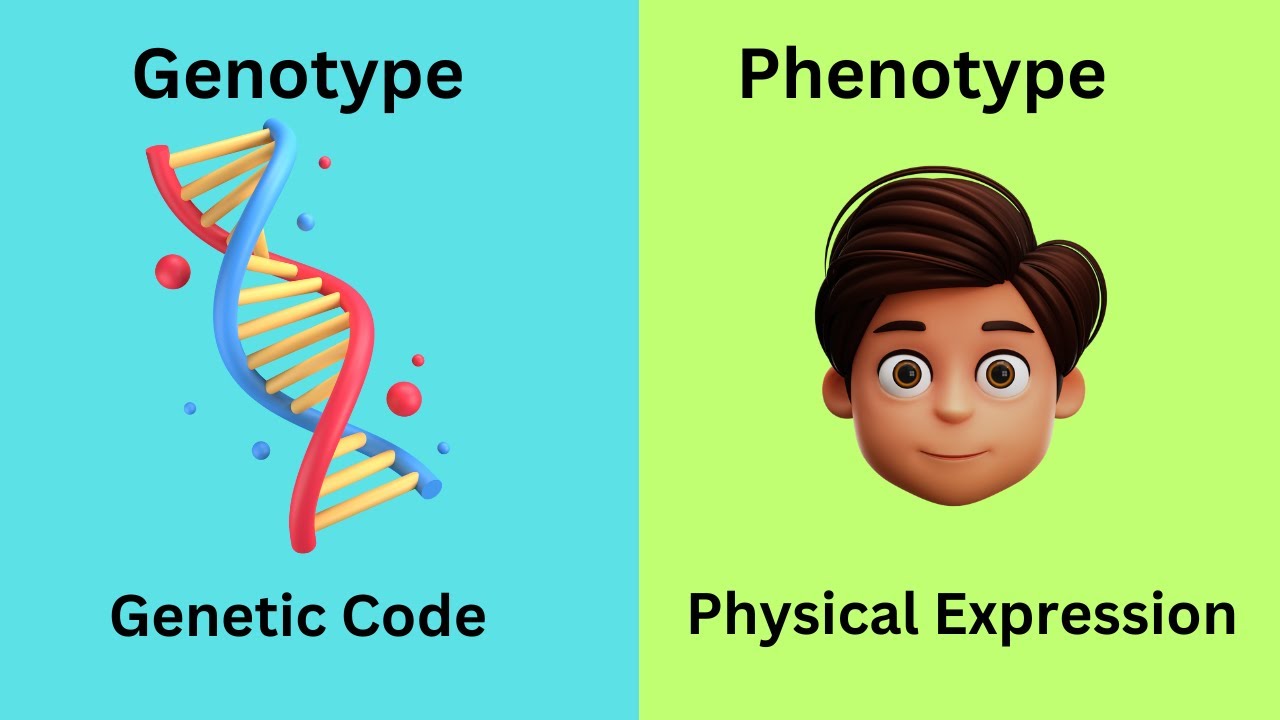 Genotype vs. Phenotype