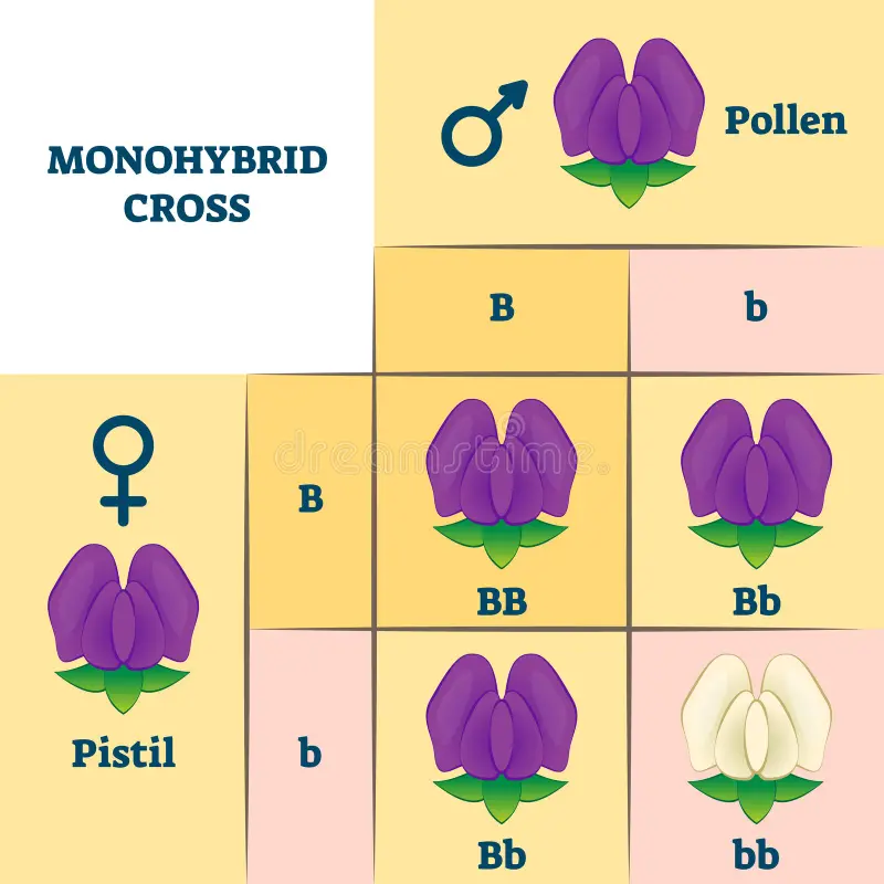 Monohybrid Cross
