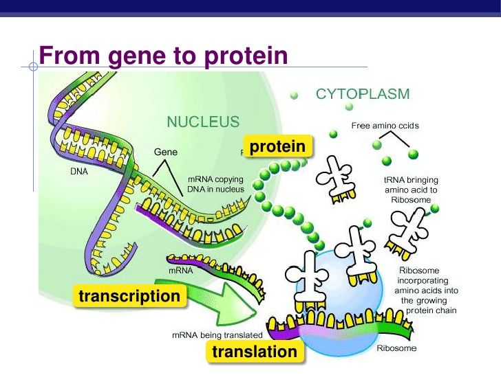 Genetic Code