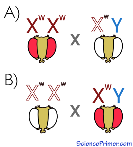 Sex-Linked Traits