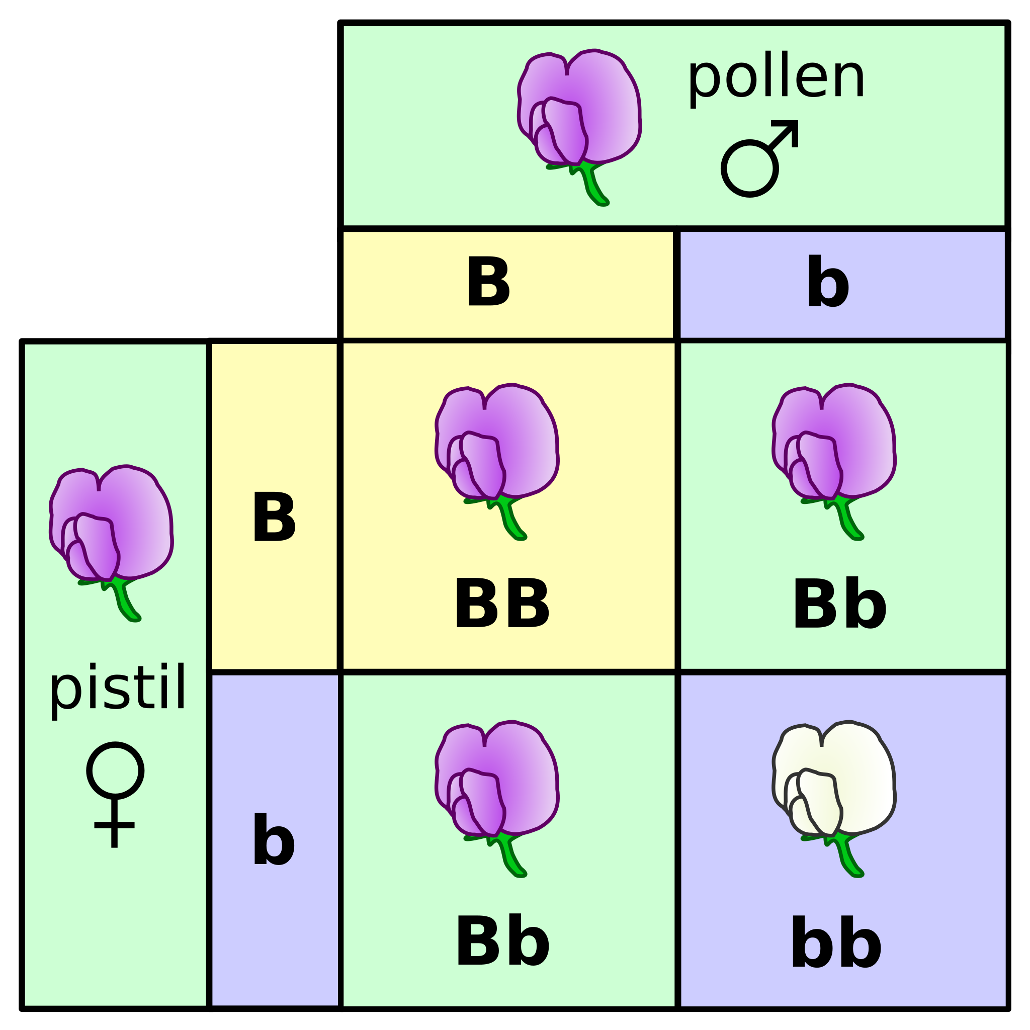 Punnet Square MH